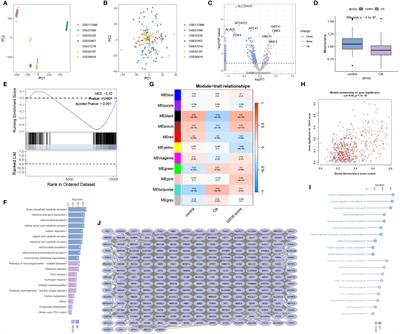 Characterizing mitochondrial features in osteoarthritis through integrative multi-omics and machine learning analysis